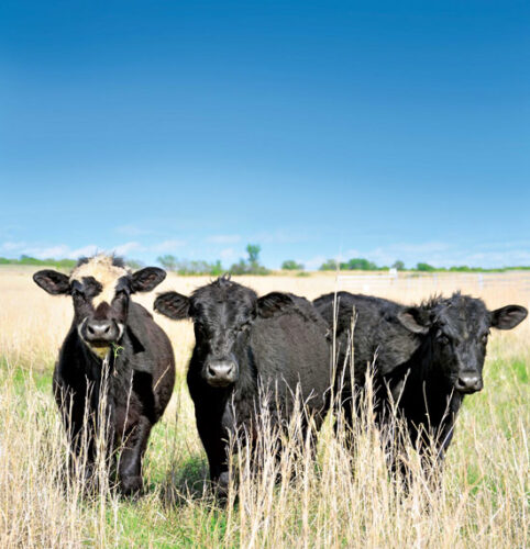 All You Need to Know to Eat Good, Grass-Fed Meat